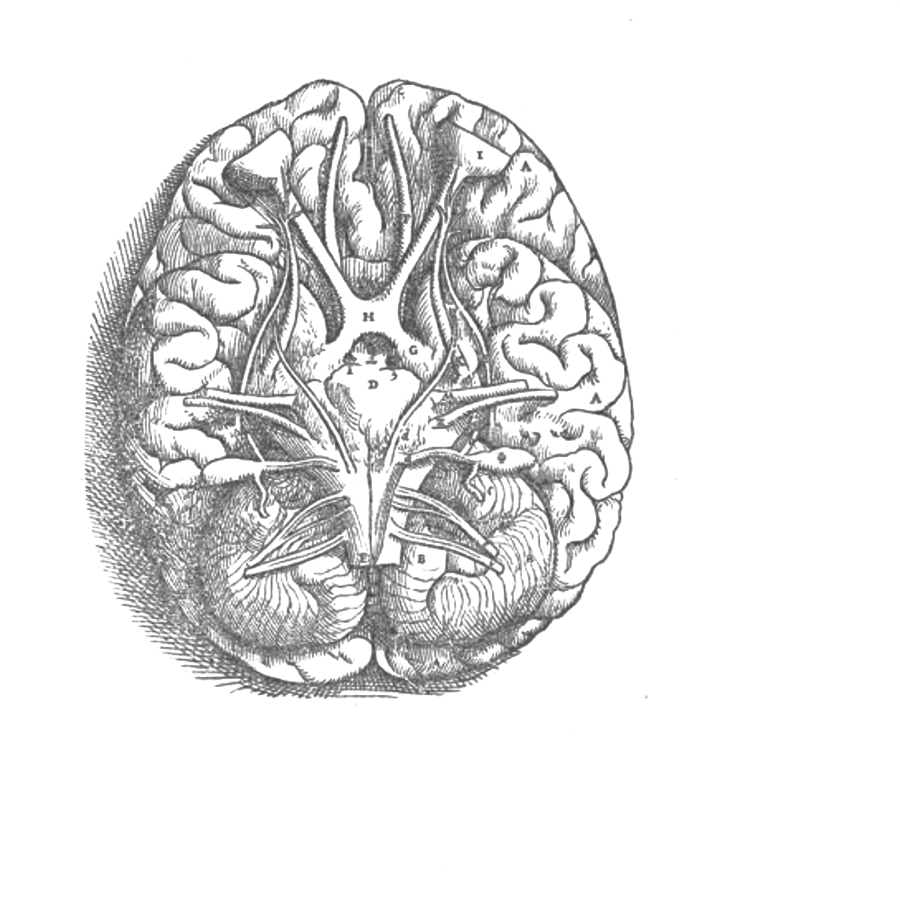 Brain illustration