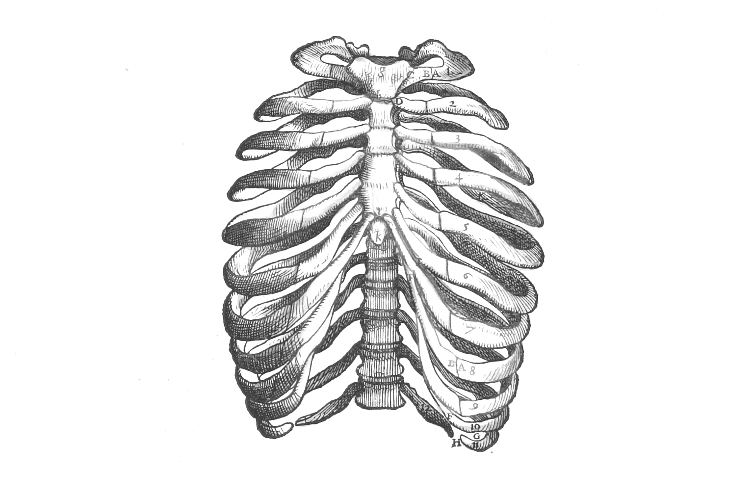Immune system illustration